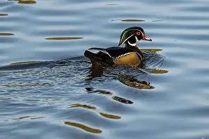 Drake Prints: Male Wood Duck (Aix sponsa) on a Lake in Idaho
