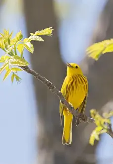Warbler Prints: Male Yellow Warbler on a branch with spring foliage