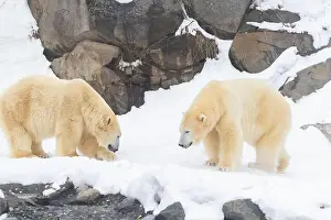 Hudson Bay Prints: Two males polar bear (Ursus maritimus) in winter