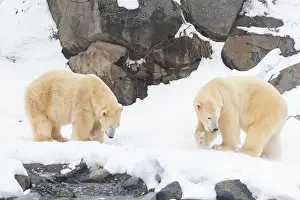 Hudson Bay Prints: Two males polar bear (Ursus maritimus) in winter