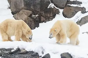 Hudson Bay Prints: Two males polar bear (Ursus maritimus) in winter