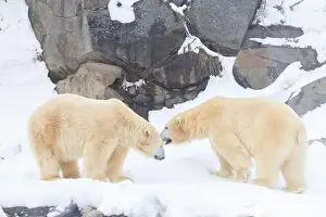 Hudson Bay Prints: Two males polar bear (Ursus maritimus) in winter