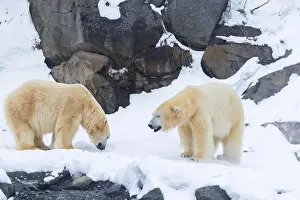 Hudson Bay Prints: Two males polar bear (Ursus maritimus) in winter