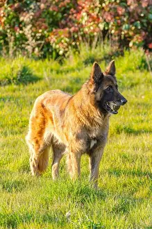 Domestic Animals Prints: malinois and german shepherd crossbreed dog with a ball in its mouth