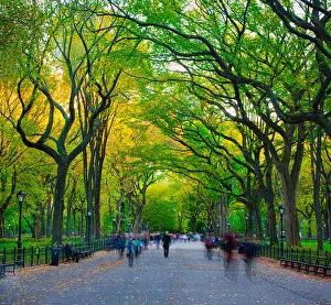 New York State Prints: The Mall and Literary Walk, Central Park