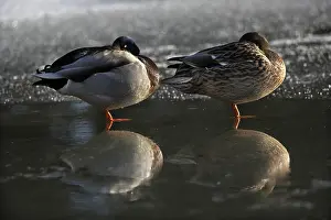 Cold Winter Prints: Mallard, Anas platyrhynchos ducks sleeping on frozen pond