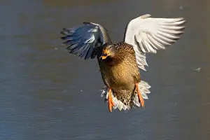 Anas Platyrhynchos Prints: Mallard (Anas platyrhynchos), George C Reifel Migratory Bird Sanctuary