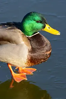 Anas Platyrhynchos Prints: Mallard (Anas platyrhynchos), George C Reifel Migratory Bird Sanctuary