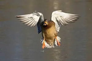 Anas Platyrhynchos Prints: Mallard (Anas platyrhynchos), George C Reifel Migratory Bird Sanctuary