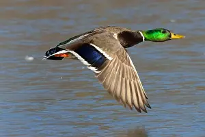Anas Platyrhynchos Prints: Mallard (Anas platyrhynchos), George C Reifel Migratory Bird Sanctuary