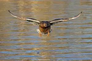 Anas Platyrhynchos Prints: Mallard (Anas platyrhynchos), George C Reifel Migratory Bird Sanctuary