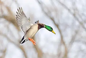 Mallard Duck Prints: Mallard drake duck coming in for a landing on the Ottawa river in a Canadian winter