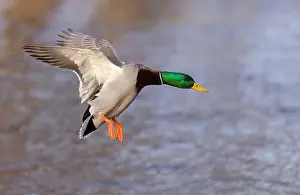 Mallard Duck Prints: Mallard drake duck coming in for a landing on the Ottawa river in a Canadian winter