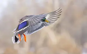 Mallard Duck Prints: Mallard drake duck coming in for a landing on the Ottawa river in a Canadian winter