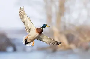 Mallard Duck Prints: Mallard drake duck in flight over the Ottawa river in Canada