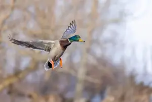 Mallard Duck Prints: Mallard drake duck in flight over the Ottawa river in Canada