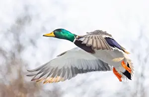 Mallard Duck Prints: Mallard drake duck in flight over the Ottawa river in Canada