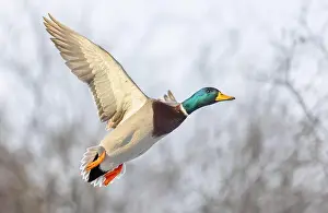Drake Prints: Mallard drake duck in flight over the Ottawa river in Canada