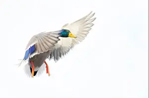 Drake Prints: Mallard drake duck in flight over the Ottawa river in Canada