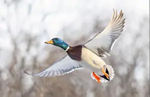 Drake Prints: Mallard drake duck in flight over the Ottawa river in Canada