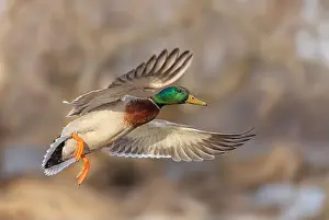 Mallard Duck Prints: Mallard drake duck in a winter flight over the Ottawa river in Canada
