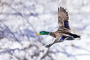 Starting Prints: Mallard drake flying in winter