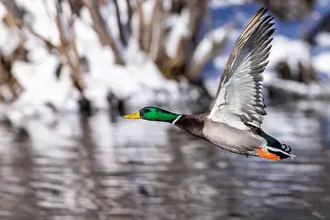 Starting Prints: Mallard drake flying in winter