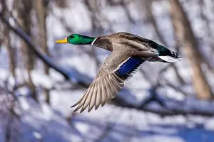 Starting Prints: Mallard drake flying in winter