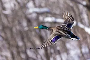 Starting Prints: Mallard drake flying in winter