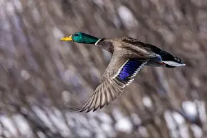 Starting Prints: Mallard drake flying in winter