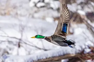 Starting Prints: Mallard drake flying in winter