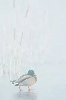 Drake Prints: Mallard drake walks across frozen wetland in the morning fog