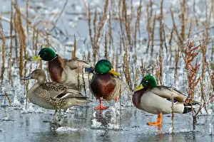 Drake Prints: Mallard drakes and Northern pintail hen rest on frozen wetland