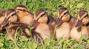 Laval Prints: Mallard Duck babies with green grass foreground and background, Canada