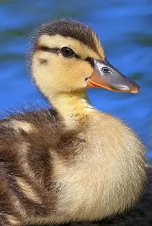 Laval Prints: Mallard Duck baby portrait with blue background, Canada