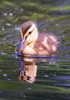 Laval Prints: Mallard Duck baby and his reflection on the water, Laval, Canada