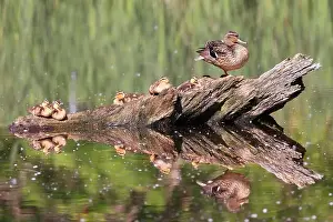 Laval Prints: Mallard Duck mother and babies sitting on the tree trunk reflected on the water with green foreground and background