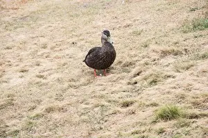 Labrador Prints: Mallard duck at Worsley Park in Conception Bay South, Newfoundland & Labrador, Canada