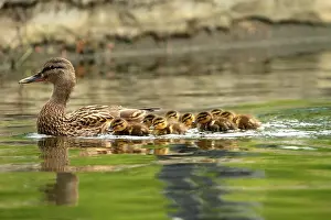 Offspring Prints: mallard ducks family, mother with ducklings swimming on pond ( Anas platyrhynchos )