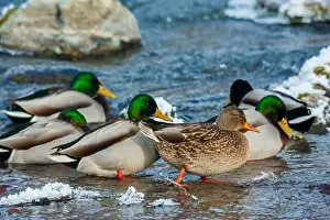 Ken Archer Prints: Mallard ducks take refuge on flowing stream away from their frozen wetland in Montana