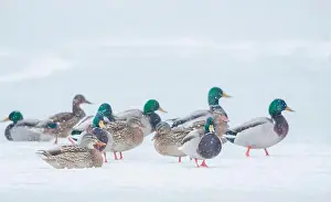 Ken Archer Prints: Mallard ducks waiting out winter storm on frozen wetland
