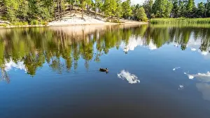 Stroll Prints: A Mallard in Tucson, Arizona