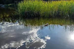 Stroll Prints: A Mallard in Tucson, Arizona