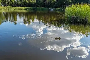 Stroll Prints: A Mallard in Tucson, Arizona