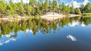 Stroll Prints: A Mallard in Tucson, Arizona