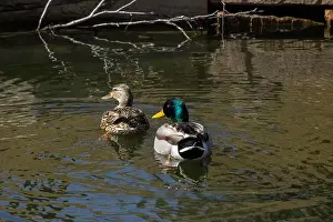 Mallard Prints: Two Mallards swim through Arborlake