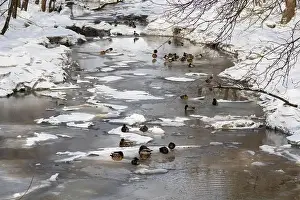 Great Lakes Prints: mallards or wild duck (Anas platyrhynchos) in Canadian winter