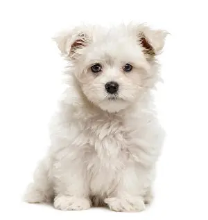 Cuteness Prints: Maltese puppy, 3 months old, sitting and looking at camera, isolated on white