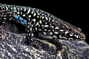 Podarcis Prints: Maltese wall lizard (Podarcis filfolensis laurentiimuelleri)