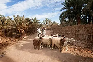 Shady Prints: Man on cart pulled by donkey with his flock of sheep and goats in Dakhla Oasis